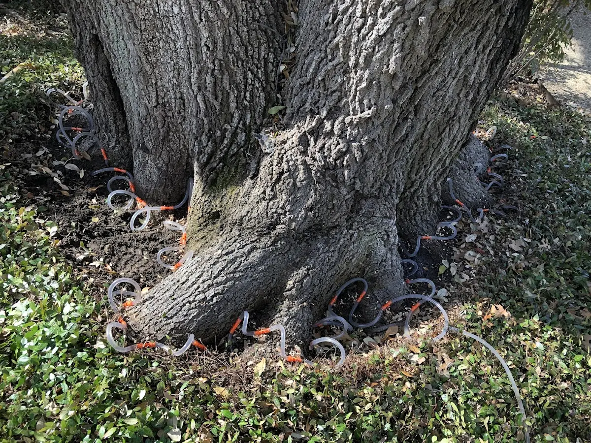 Detailed Tree Cabling and Bracing job site in Rock Tavern