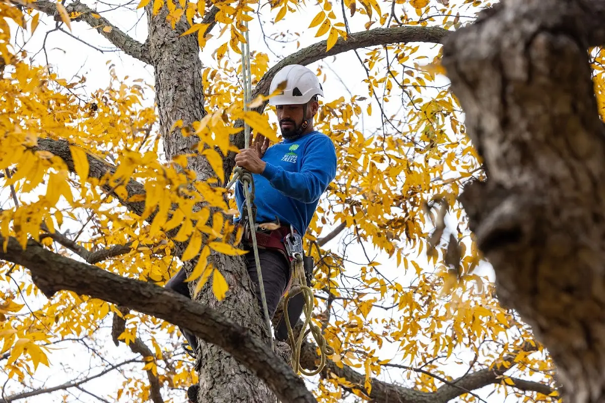 Skilled Tree Pruning crew working in Rock Tavern