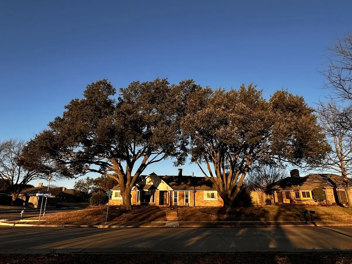 Established residential canopy tree shading a home in Rock Tavern